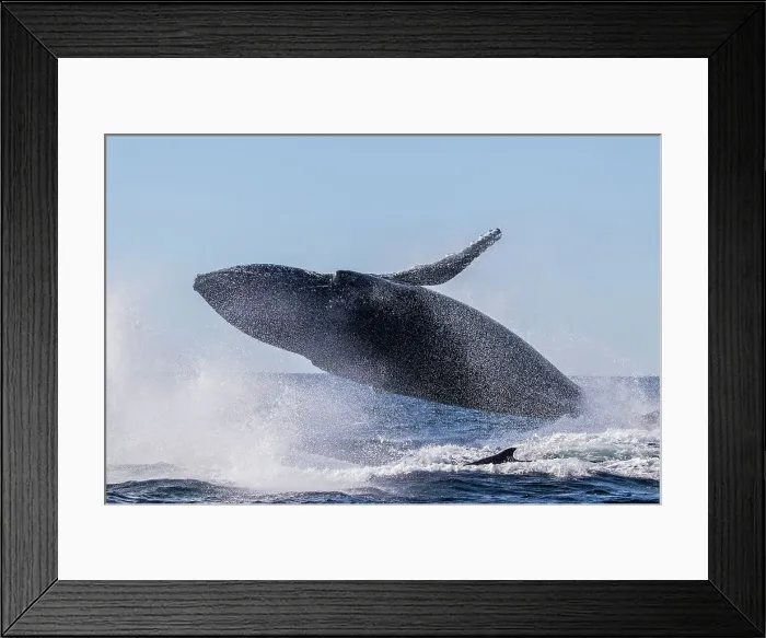 Framed Print : Humpback Whale Breaching Framed Print : Humpback Whale Breaching