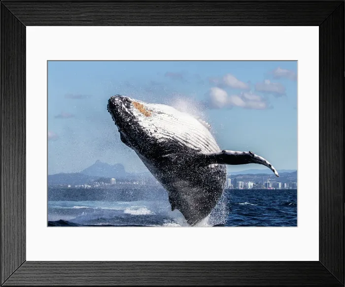 Framed Print : Humpback Whale Breaching Framed Print : Humpback Whale Breaching
