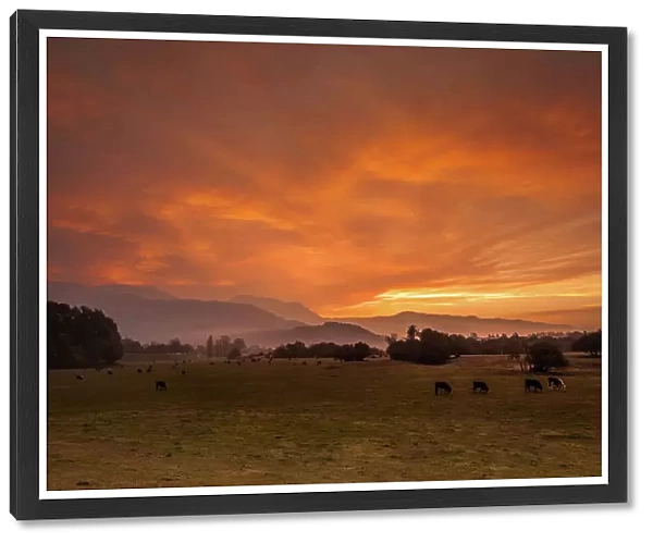 Warm glow. a beautiful sunrise with grazing cattle in the foreground