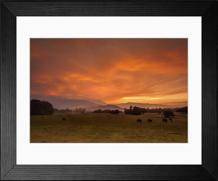 Framed Print : Warm glow. a beautiful sunrise with grazing cattle in the foreground