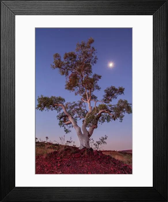 Framed Print : Moon rise over the ghost gum in the Australia's pibara region