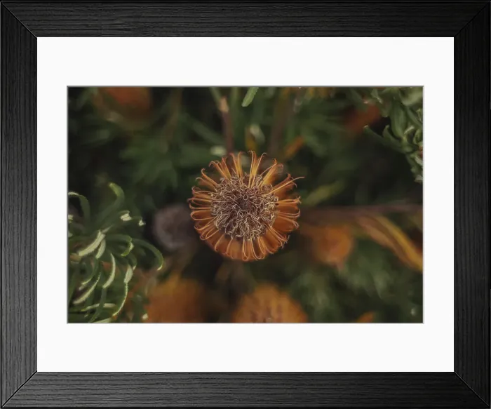 Framed Print : Golden Candlesticks - Banksia spinulosa