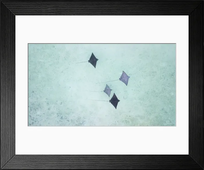 Framed Print : Heron Island Ray Aerial Framed Print : Heron Island Ray Aerial