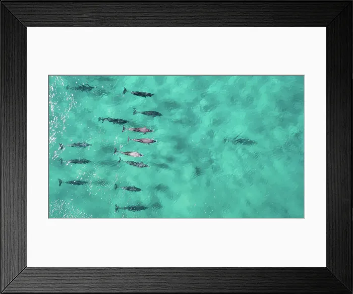 Framed Print : Aerial Dolphin
