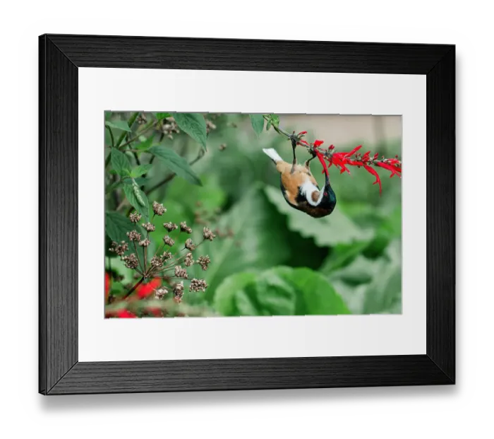 Framed Print : Eastern Spinebill feeding on red salvia