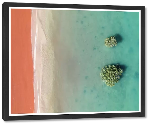 Two mangrove trees in the Indian Ocean photographed from a drone point of view, Simpson Beach, Broome, Western Australia, Australia
