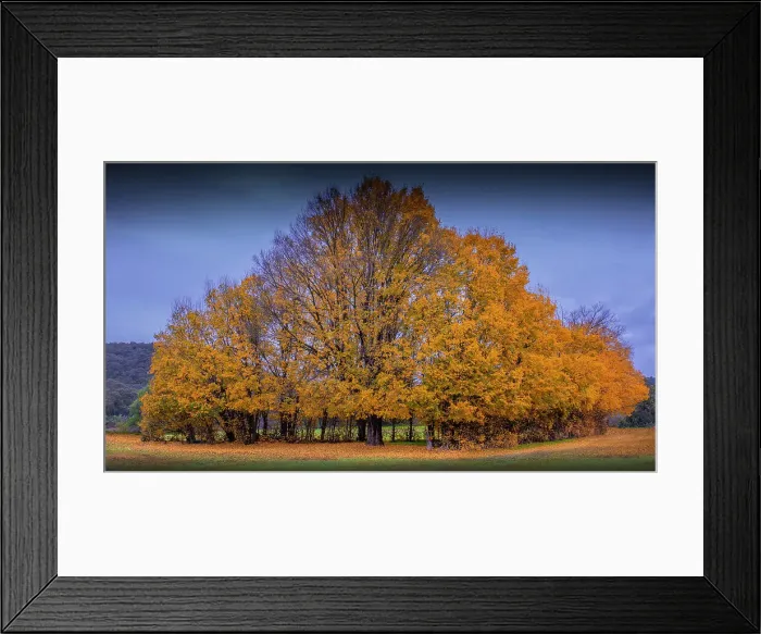 Framed Print : Gold coloured Autumn, North Central Victoria, Australia