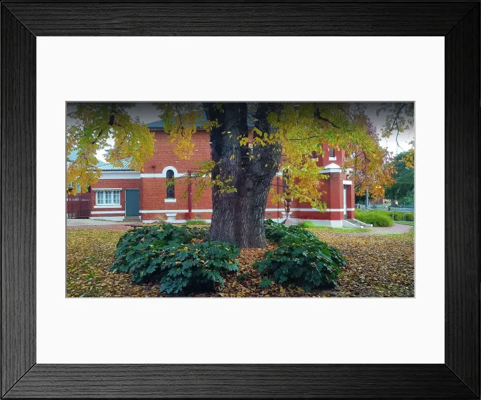 Framed Print : Historic Building and Tree with Autumn leaves, Wangaratta, North Central Victoria, Australia Framed Print : Historic Building and Tree with Autumn leaves, Wangaratta, North Central Victoria, Australia