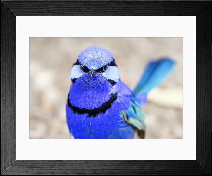 Framed Print : Male Splendid Fairywren - Malurus splendens