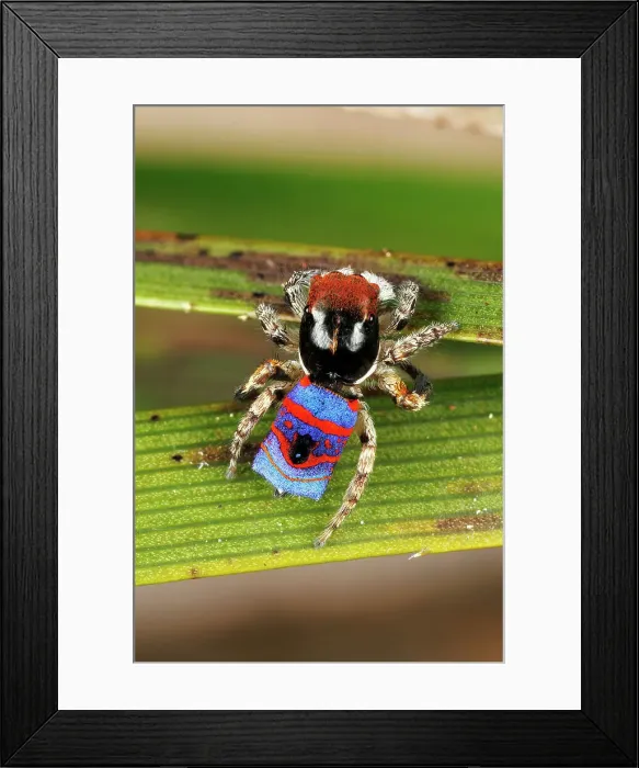 Framed Print : Dancing Male Peacock Spider (Maratus gemmifer) Framed Print : Dancing Male Peacock Spider (Maratus gemmifer)