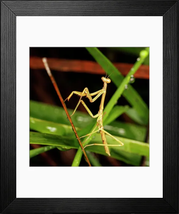 Framed Print : praying mantis- Baldivis, Western Australia Framed Print : praying mantis- Baldivis, Western Australia