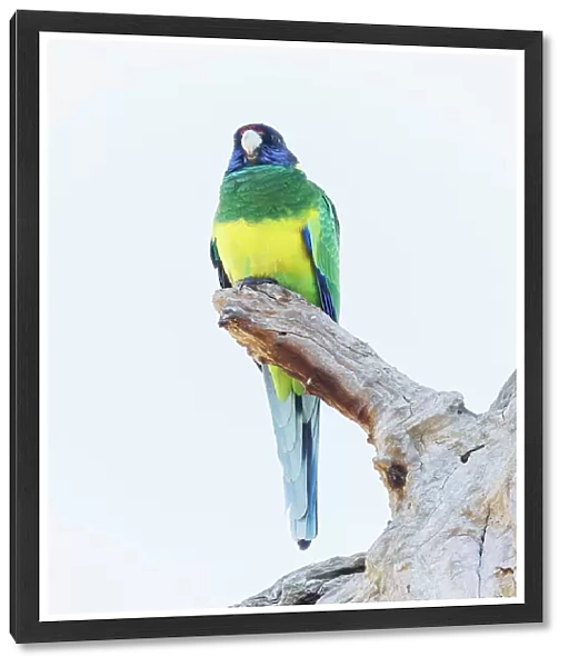 Australian Ringneck Parrot - Western Australia