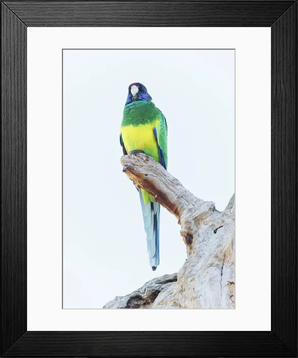 Framed Print : Australian Ringneck Parrot - Western Australia