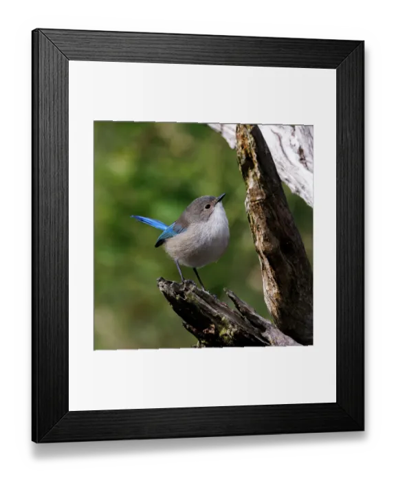 Framed Print : Female Splendid Fairywren - Malurus splendens