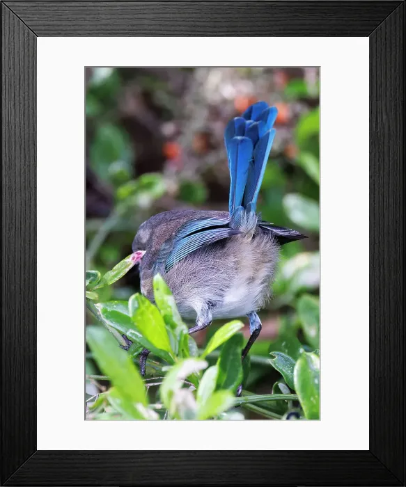 Framed Print : Back view of a Female Splendid Fairywren - Malurus splendens Framed Print : Back view of a Female Splendid Fairywren - Malurus splendens