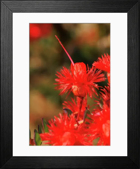 Framed Print : Featherflower - Verticordia grandis