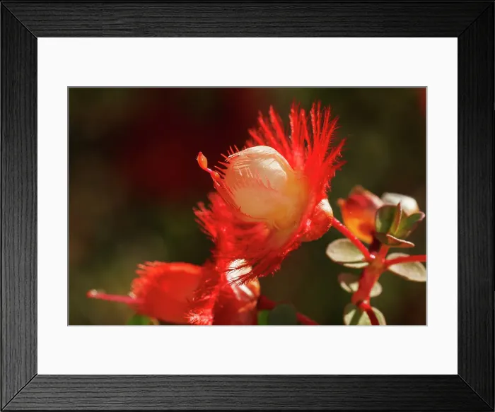 Framed Print : Featherflower - Verticordia grandis Framed Print : Featherflower - Verticordia grandis