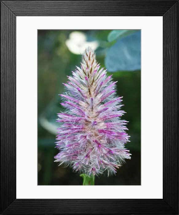 Framed Print : Mulla Mulla - Ptilotus exaltus