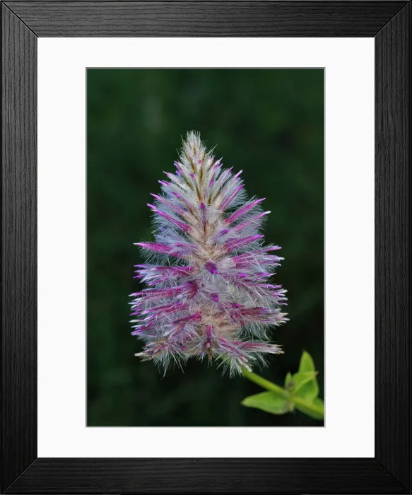 Framed Print : Mulla Mulla - Ptilotus exaltus Framed Print : Mulla Mulla - Ptilotus exaltus