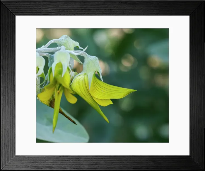 Framed Print : Green Bird Flower, Regal Birdflower - Crotalaria cunninghamii Perth, Western Australia, Australia