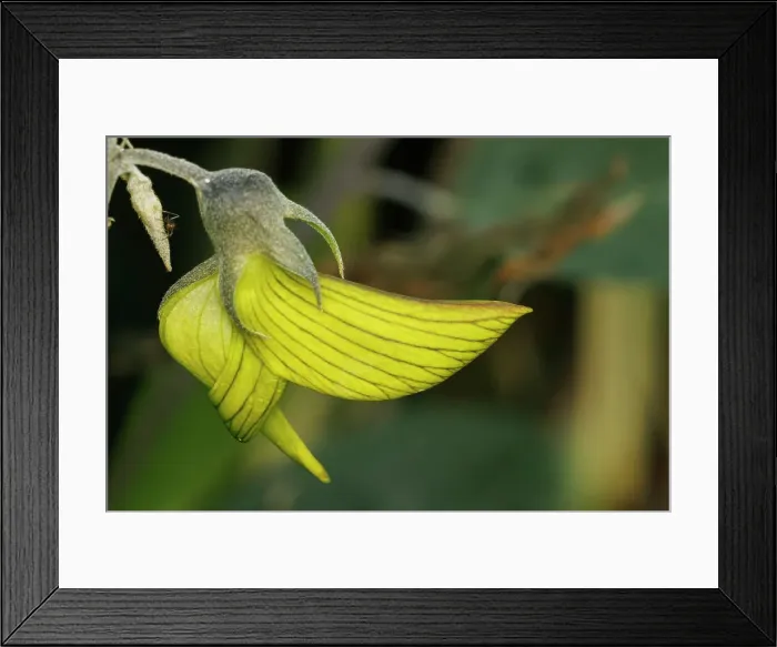 Framed Print : Green Bird Flower, Regal Birdflower - Crotalaria cunninghamii Perth, Western Australia, Australia Framed Print : Green Bird Flower, Regal Birdflower - Crotalaria cunninghamii Perth, Western Australia, Australia