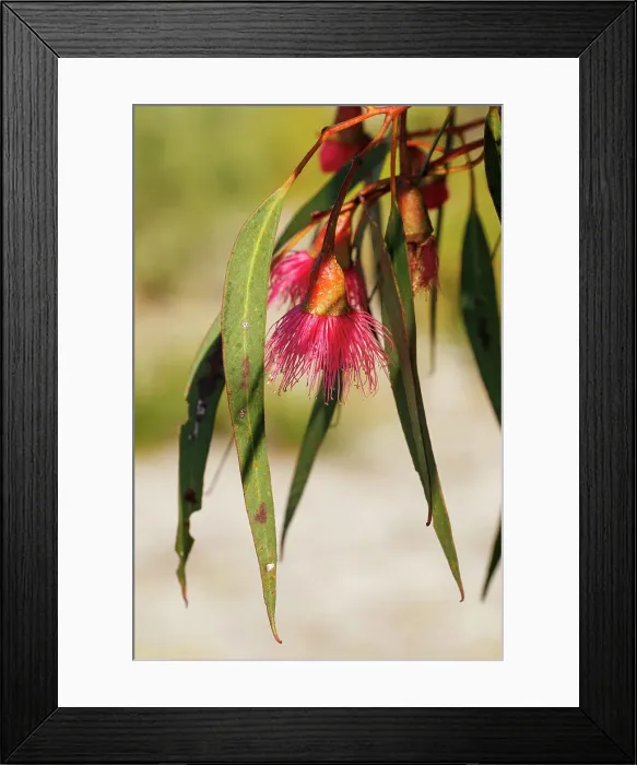 Framed Print : Pink and Yellow Eucalyptus Gum Blossom Framed Print : Pink and Yellow Eucalyptus Gum Blossom