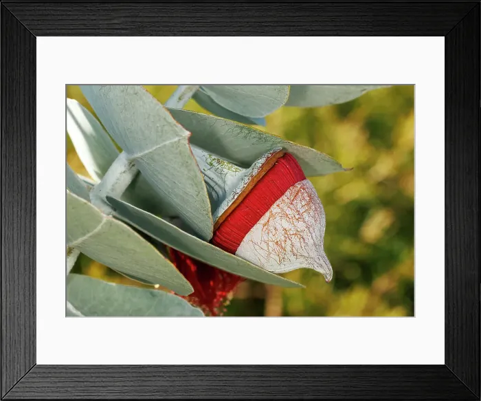 Framed Print : Red and Yellow Eucalyptus Gum Blossom Framed Print : Red and Yellow Eucalyptus Gum Blossom