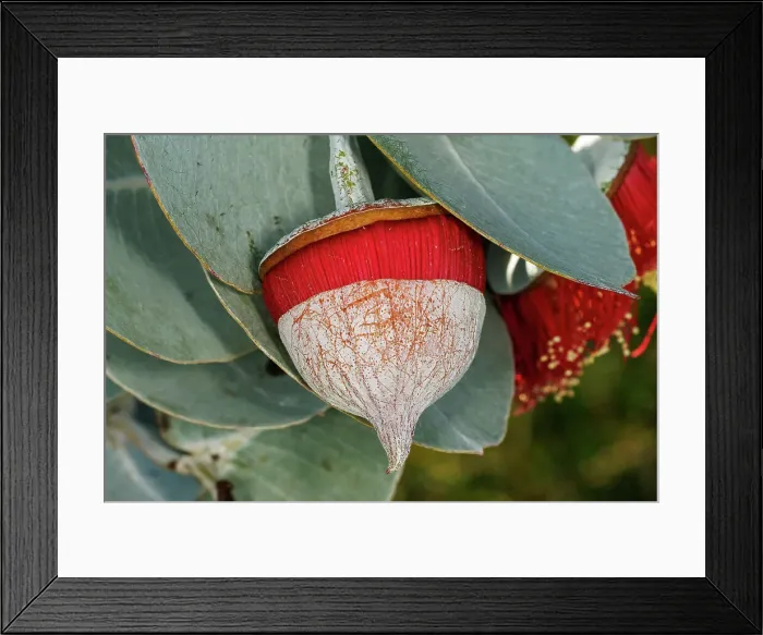 Framed Print : Red and Yellow Eucalyptus Gum Blossom