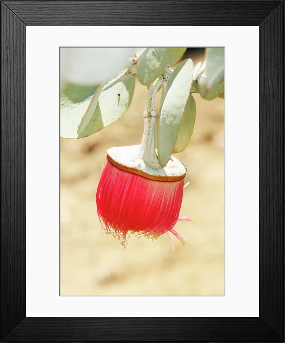 Framed Print : Pink and Yellow Eucalyptus Gum Blossom Framed Print : Pink and Yellow Eucalyptus Gum Blossom