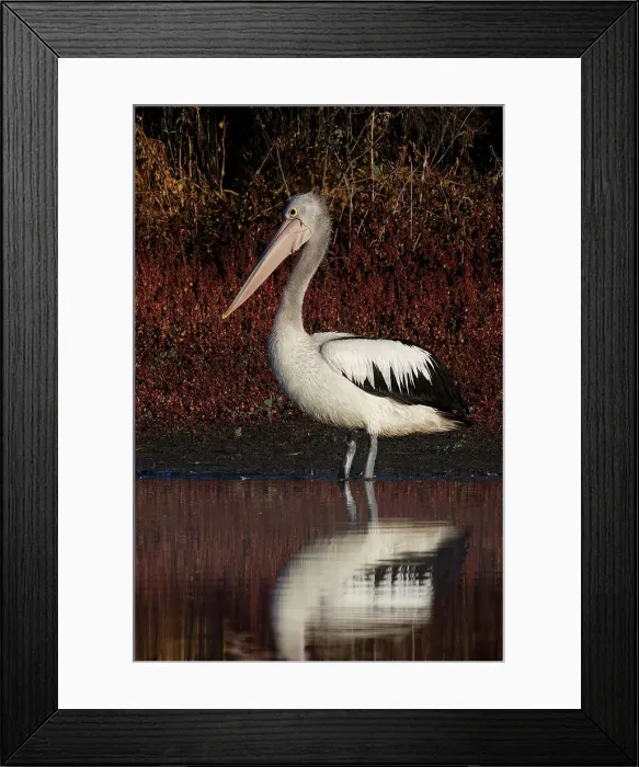Framed Print : Australian Pelican (Pelecanus conspicillatus) Framed Print : Australian Pelican (Pelecanus conspicillatus)