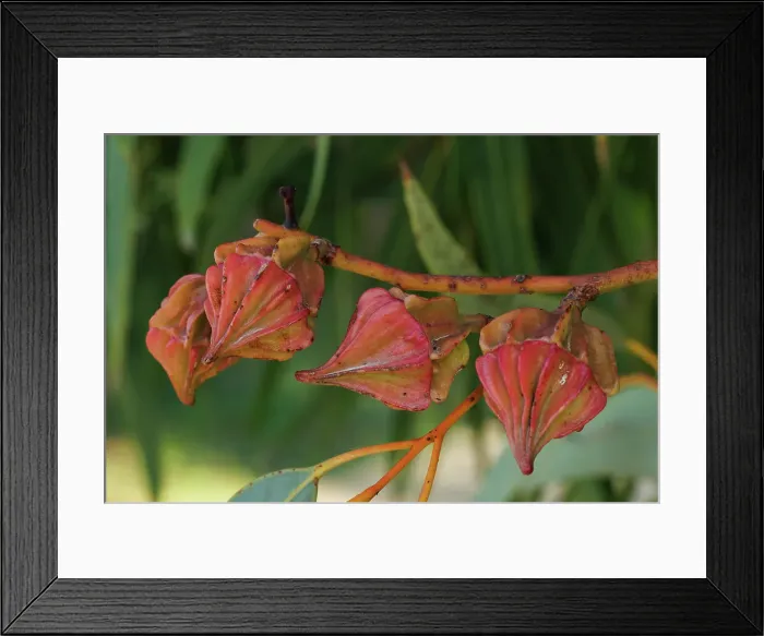 Framed Print : Red Eucalyptus Gum Nuts