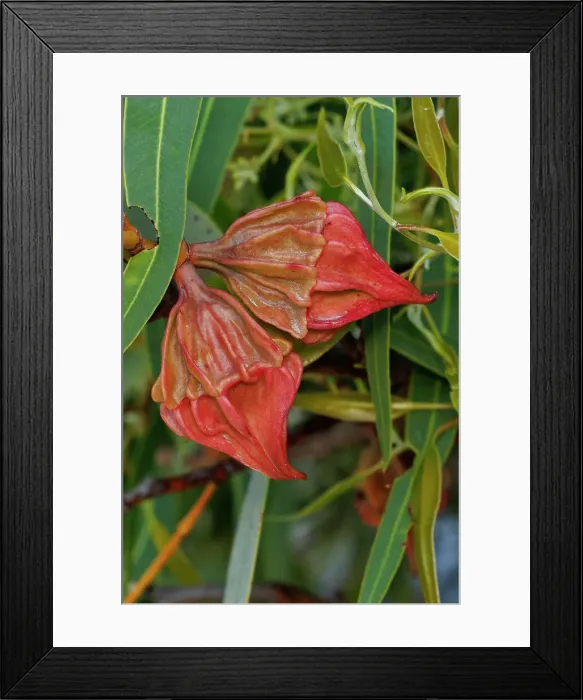Framed Print : Red Eucalyptus Gum Nuts Framed Print : Red Eucalyptus Gum Nuts