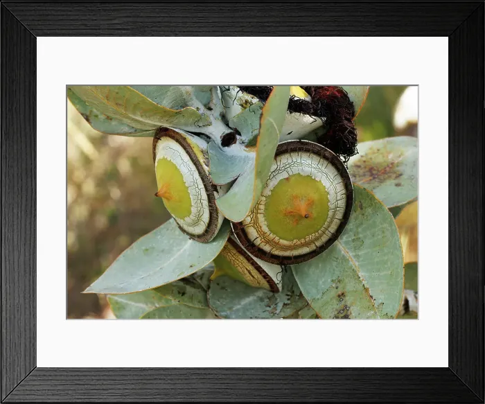 Framed Print : Large Yellow and White Eucalyptus Gum Nuts Framed Print : Large Yellow and White Eucalyptus Gum Nuts