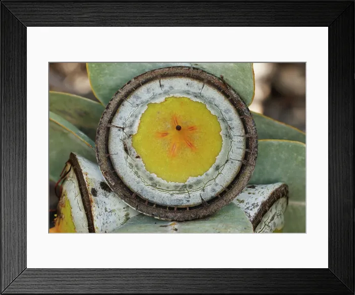 Framed Print : Large Yellow and White Eucalyptus Gum Nuts Framed Print : Large Yellow and White Eucalyptus Gum Nuts
