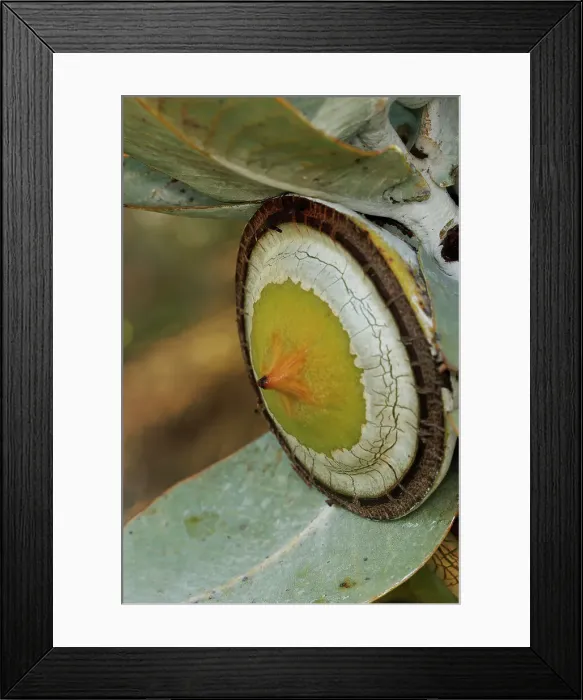 Framed Print : Large Yellow and White Eucalyptus Gum Nuts