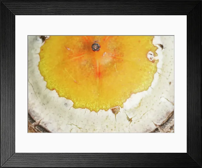 Framed Print : Large Yellow and White Eucalyptus Gum Nuts