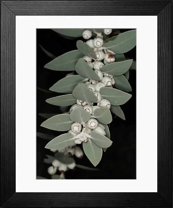 Framed Print : White Eucalyptus Gum Nuts