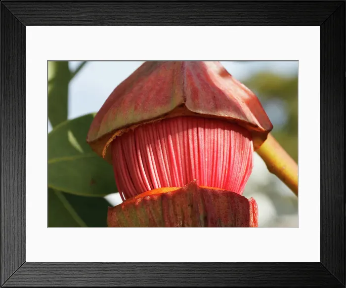 Framed Print : Pink and Yellow Eucalyptus Gum Blossom Framed Print : Pink and Yellow Eucalyptus Gum Blossom