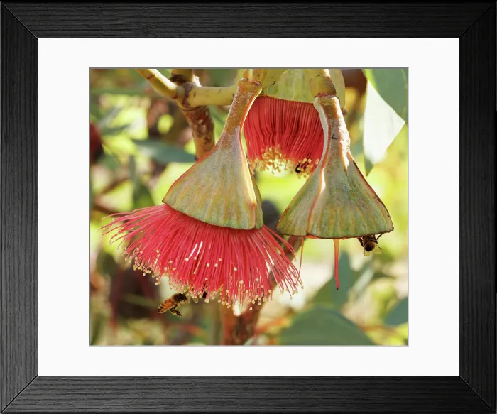 Framed Print : Bees on Pink and Yellow Eucalyptus Gum Blossom