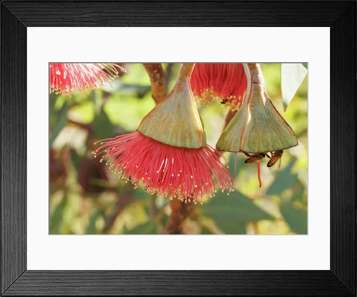 Framed Print : Bees on Pink and Yellow Eucalyptus Gum Blossom Framed Print : Bees on Pink and Yellow Eucalyptus Gum Blossom
