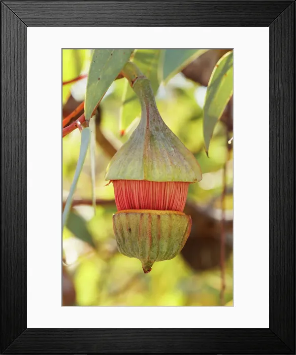 Framed Print : Pink and Yellow Eucalyptus Gum Blossom