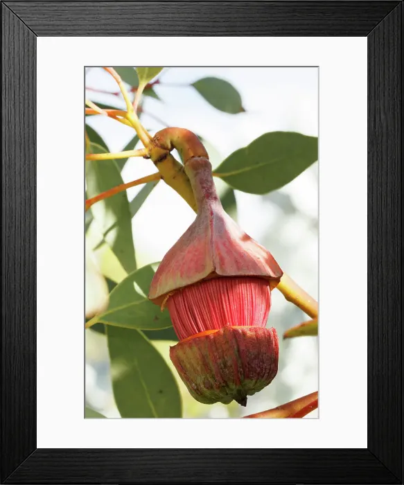 Framed Print : Pink and Yellow Eucalyptus Gum Blossom
