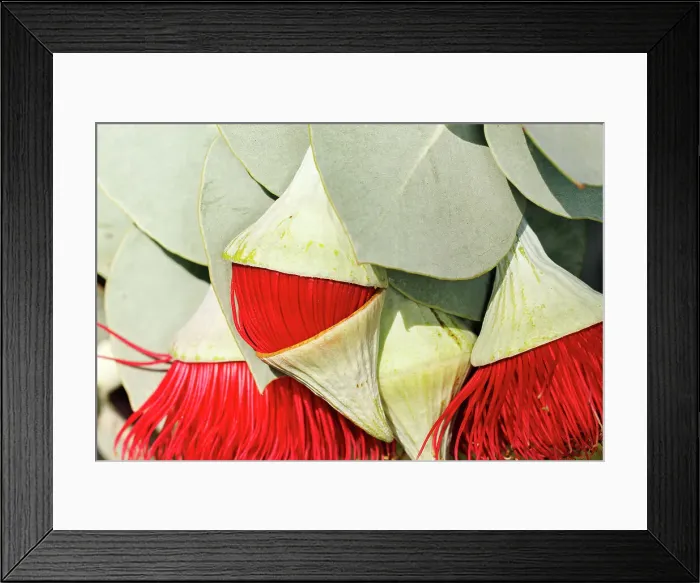 Framed Print : Pink and Yellow Eucalyptus Gum Blossom Framed Print : Pink and Yellow Eucalyptus Gum Blossom