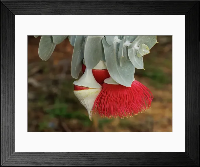 Framed Print : Pink and Yellow Eucalyptus Gum Blossom Framed Print : Pink and Yellow Eucalyptus Gum Blossom