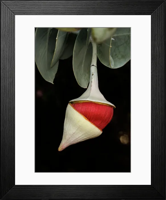 Framed Print : Pink and Yellow Eucalyptus Gum Blossom
