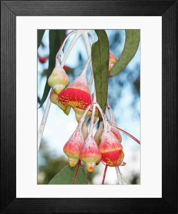 Framed Print : Pink and Yellow Eucalyptus Gum Blossom Framed Print : Pink and Yellow Eucalyptus Gum Blossom