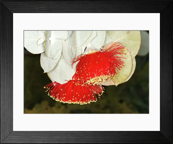 Framed Print : Pink and Yellow Eucalyptus Gum Blossom Framed Print : Pink and Yellow Eucalyptus Gum Blossom