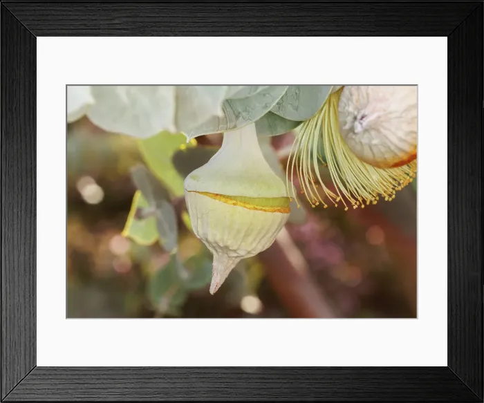 Framed Print : Yellow Eucalyptus Gum Blossom Framed Print : Yellow Eucalyptus Gum Blossom