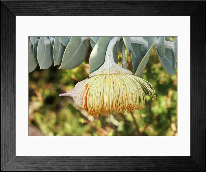 Framed Print : Yellow Eucalyptus Gum Blossom Framed Print : Yellow Eucalyptus Gum Blossom