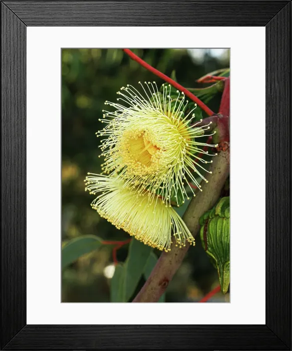 Framed Print : Yellow Eucalyptus Gum Blossom Framed Print : Yellow Eucalyptus Gum Blossom